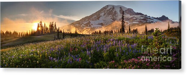 Mount Rainier Acrylic Print featuring the photograph Rainier Golden Light Sunset Meadows by Mike Reid