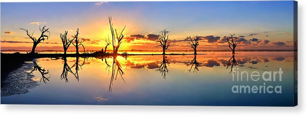 Silhouettes Dead Gum Tree Line Still Calm Water Reflections Sunrise Dawn Early Morning Pelican Point Lake Barmera Bonney Riverland South Australia Australian Acrylic Print featuring the photograph Silhouetted Sential Sunset by Bill Robinson