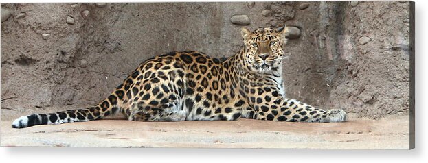 Amur Leapard Acrylic Print featuring the photograph The Leopard by David Andersen