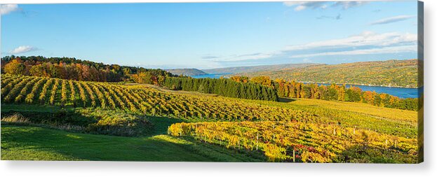 Photography Acrylic Print featuring the photograph Vineyard, Keuka Lake, Finger Lakes, New by Panoramic Images
