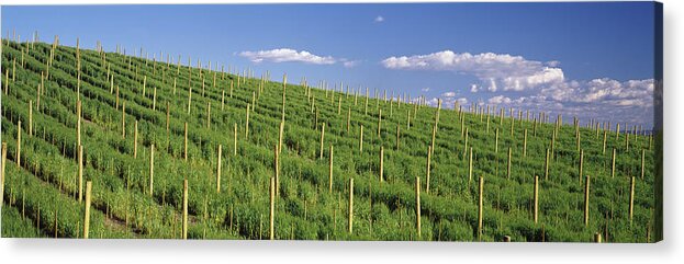 Photography Acrylic Print featuring the photograph Vineyard, Napa County, California, Usa by Panoramic Images