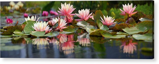 Water Lily Acrylic Print featuring the photograph Water Lily Profusion by Leda Robertson