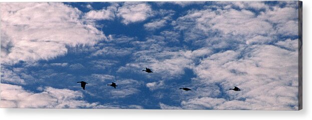 Names Of Birds Acrylic Print featuring the photograph Wild Goose Heaven by Skip Willits