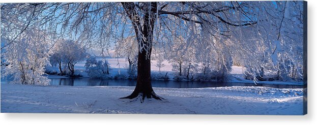 Photography Acrylic Print featuring the photograph Winter Trees Perkshire Scotland by Panoramic Images
