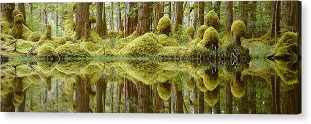 Aquatic Acrylic Print featuring the photograph Swamp #2 by David Nunuk