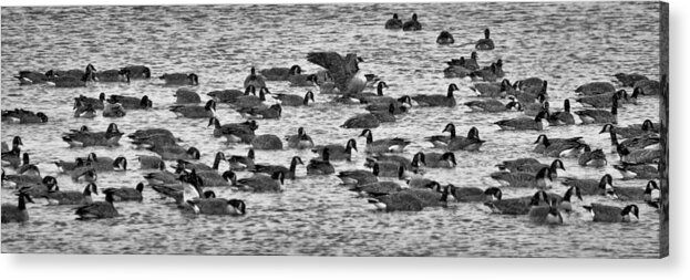 Flock Acrylic Print featuring the photograph Flockin' Around by Kevin Munro