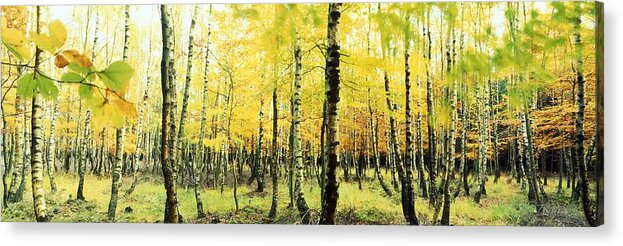 Nature Acrylic Print featuring the photograph Yellow birches by Ulrich Kunst And Bettina Scheidulin