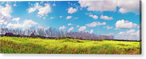 Yellow Acrylic Print featuring the photograph Yellow Blue And Trees by Meir Ezrachi