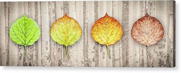 Aspen Acrylic Print featuring the photograph Aspen Leaf Progression - Forest Bachground by Aaron Spong