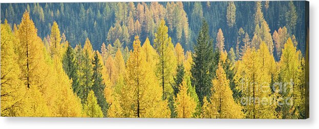 Panoramic Acrylic Print featuring the photograph Autumn Gold by Idaho Scenic Images Linda Lantzy
