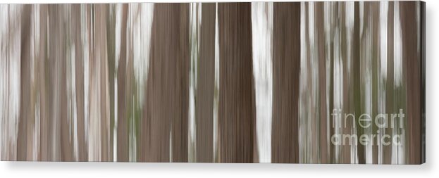 Trees Acrylic Print featuring the photograph Hemlock Grove by Phil Spitze