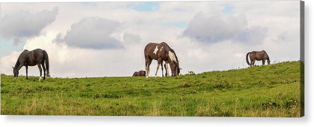 Horses Acrylic Print featuring the photograph Horses and Clouds by D K Wall