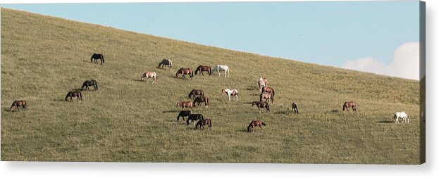Horses Acrylic Print featuring the photograph Horses On The Hill by D K Wall