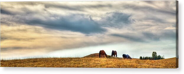 Landscape Acrylic Print featuring the photograph Horses on the Palouse by David Patterson