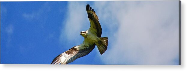 Bird Acrylic Print featuring the photograph In his sites by Shawn M Greener