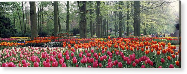 Photography Acrylic Print featuring the photograph Keukenhof Garden, Lisse, The Netherlands by Panoramic Images