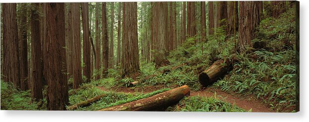 Photography Acrylic Print featuring the photograph Lush Forest With Path, Jedediah Smith by Panoramic Images