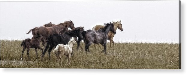 Horses Acrylic Print featuring the photograph Running on November's Wind by Amanda Smith