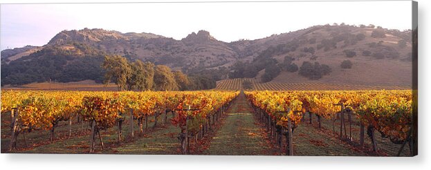 Photography Acrylic Print featuring the photograph Stags Leap Wine Cellars Napa by Panoramic Images