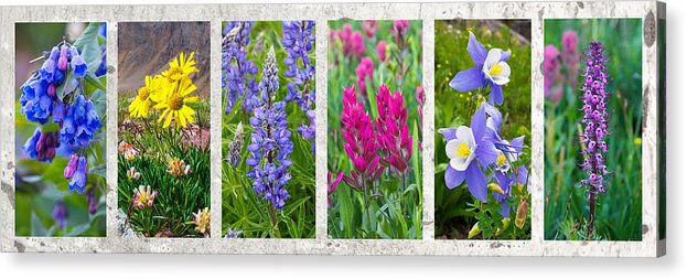 Wildflowers Acrylic Print featuring the photograph Wildflowers of the Rocky Mountains by Aaron Spong