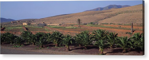 Fan Palm Tree Acrylic Print featuring the photograph Spain, Canary Islands, Lanzarote, Palm #1 by Martial Colomb