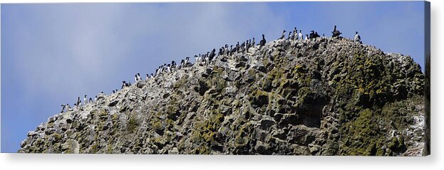 Coast Acrylic Print featuring the photograph Common Murres and pelagic cormorant by Steve Estvanik