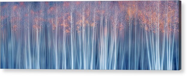 Shapes Acrylic Print featuring the photograph Forest In Autumn Dream by Mei Xu