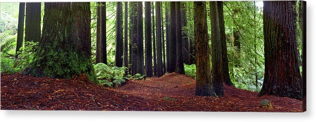 Redwood Trees Acrylic Print featuring the photograph Redwoods 1 by Wayne Bradbury Photography