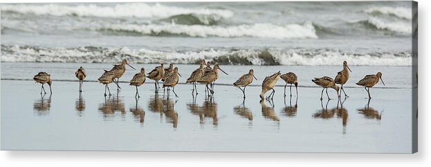 Ocean Acrylic Print featuring the photograph Sandpipers Piping by Bob Cournoyer