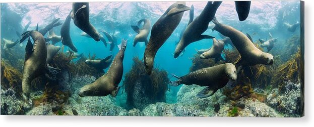 Sealion Acrylic Print featuring the photograph Sea Lions by Andrey Narchuk