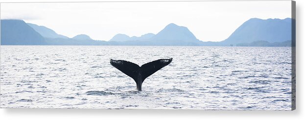 Whale Acrylic Print featuring the photograph Whale's Tail by Patrick Nowotny