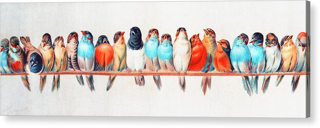Hector Giacomelli Acrylic Print featuring the drawing A Perch of Birds by Hector Giacomelli by Mango Art