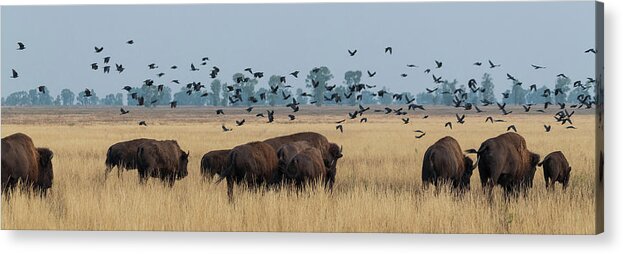 Bison Acrylic Print featuring the photograph Bison and Birds Panorama by Mary Hone