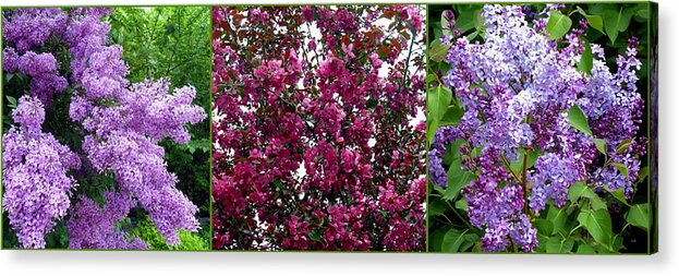Fine Art Acrylic Print featuring the photograph Choice Blossoms Triptych by Will Borden