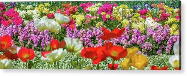 Colorful Poppy Flower Acrylic Print featuring the photograph Flower Power by Az Jackson