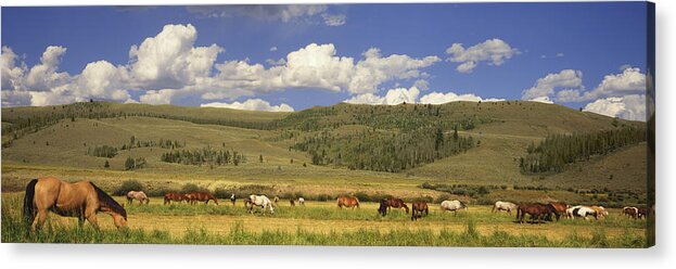 Grass Acrylic Print featuring the photograph Horses grazing in pasture with hills beyond by Timothy Hearsum