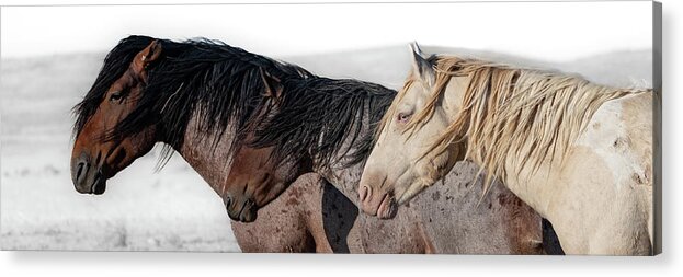 Panorama Acrylic Print featuring the photograph Norman and Friends by Mary Hone