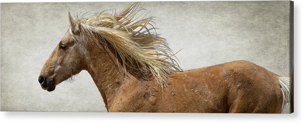 Wild Horses Acrylic Print featuring the photograph Palomino Beauty by Mary Hone