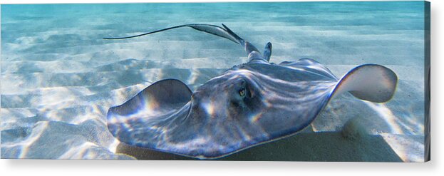 Ray Acrylic Print featuring the photograph Reflections on a Southern Ray by Lynne Browne