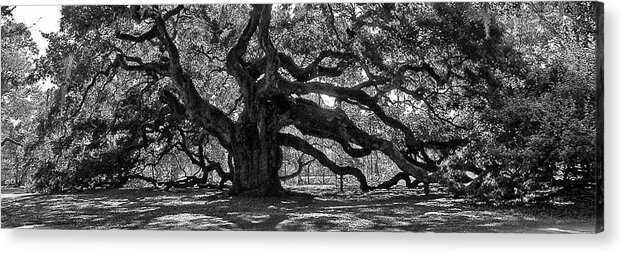Angel Oak Acrylic Print featuring the photograph Southern Angel Oak Tree by Louis Dallara