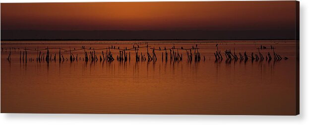 Europe Acrylic Print featuring the photograph Sunset in Camargue by Nicolas Lombard