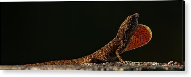 Brown Anole Acrylic Print featuring the photograph The Display by RD Allen