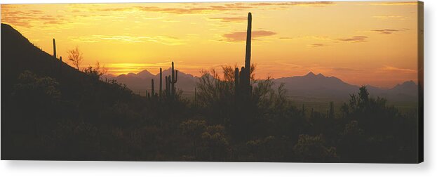 Saguaro Cactus Acrylic Print featuring the photograph USA, Arizona, Saguaro Cactus National Monument, Saguaro cactus, sunset by Timothy Hearsum