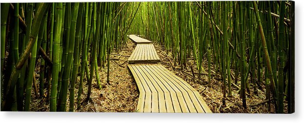 Among Acrylic Print featuring the photograph Walking Among Bamboos by Chad Dutson