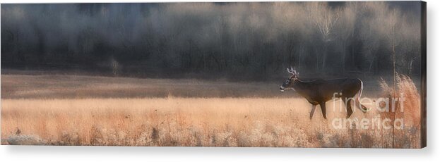 Buck Acrylic Print featuring the photograph Buck whitetail deer crossing field by Dan Friend