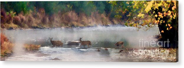 Deer Acrylic Print featuring the photograph Deer crossing stream panoramic by Dan Friend