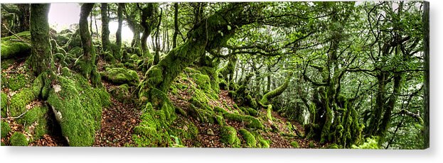Forest Acrylic Print featuring the photograph The Elven forest No2 Wide by Weston Westmoreland