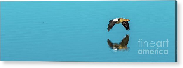 Bird Acrylic Print featuring the photograph Egyptian goose flying panorama by Benny Marty