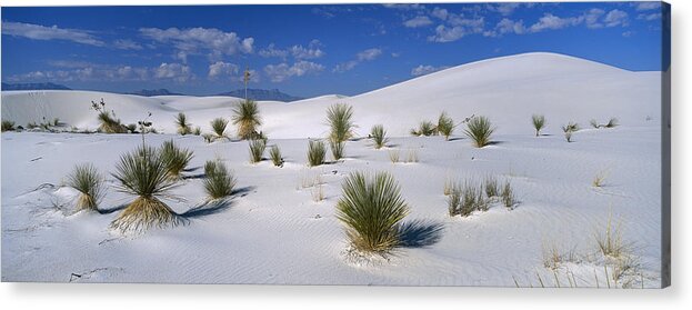 Feb0514 Acrylic Print featuring the photograph Soaptree Yucca In Gypsum Dunes White by Konrad Wothe