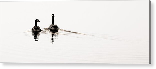 Geese Swimming On Water Acrylic Print featuring the photograph Zen Geese #1 by Bob Coates